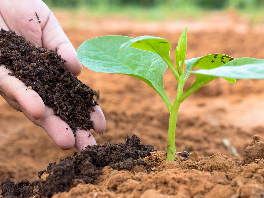 Galería 7 "Mano aplicando compost orgánico a una planta joven en un suelo agrícola, promoviendo el crecimiento saludable de cultivos."
