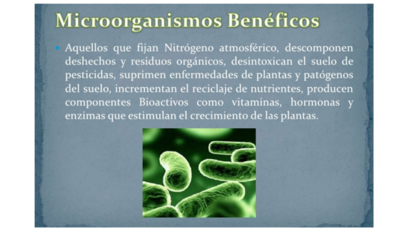Microorganismos