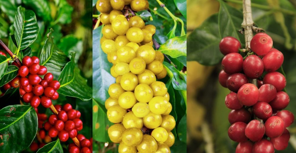 Café Bourbon, el viaje del café guatemalteco hacia la sostenibilidad 1 Café Bourbon