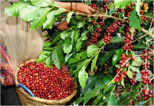 Café Bourbon, el viaje del café guatemalteco hacia la sostenibilidad 5 Cosecha de cafe