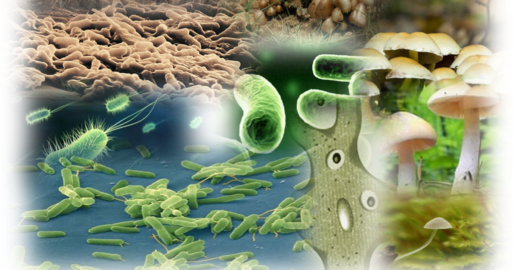 Proceso de descomposición de la materia orgánica 5 Descomponedores de la materia