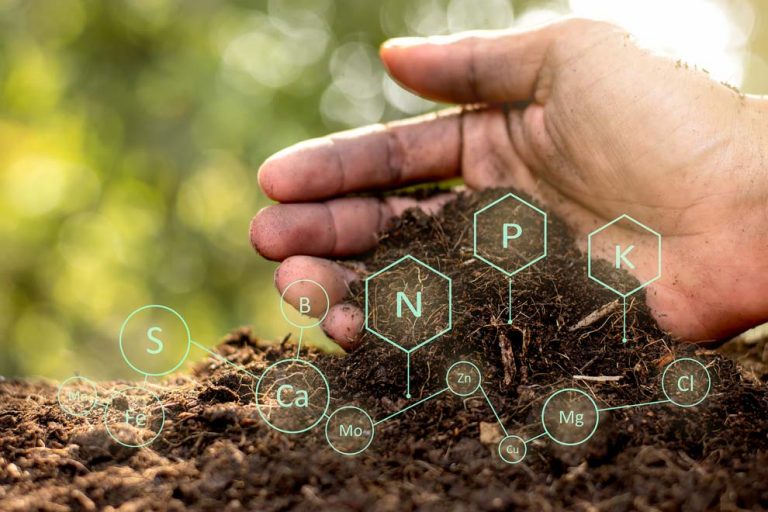 Proceso de descomposición de la materia orgánica 4 Descomposicion de la materia organica