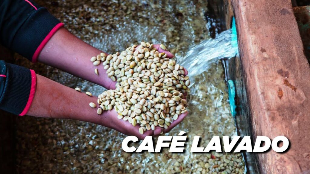 Café Bourbon, el viaje del café guatemalteco hacia la sostenibilidad 6 Lavado de cafe