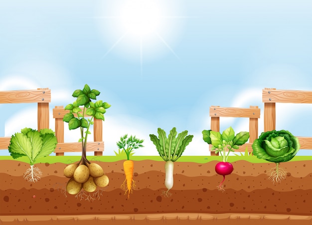 Agricultura Ecológica - Menuorgànica