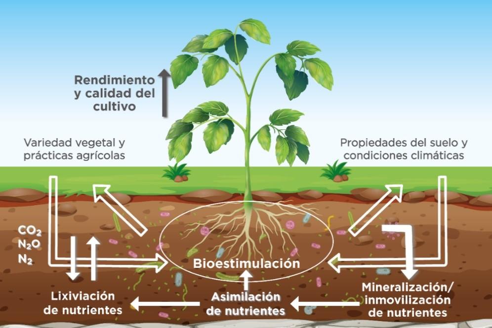 Cómo los Microorganismos Eficientes mejoran nuestro entorno 3 image2