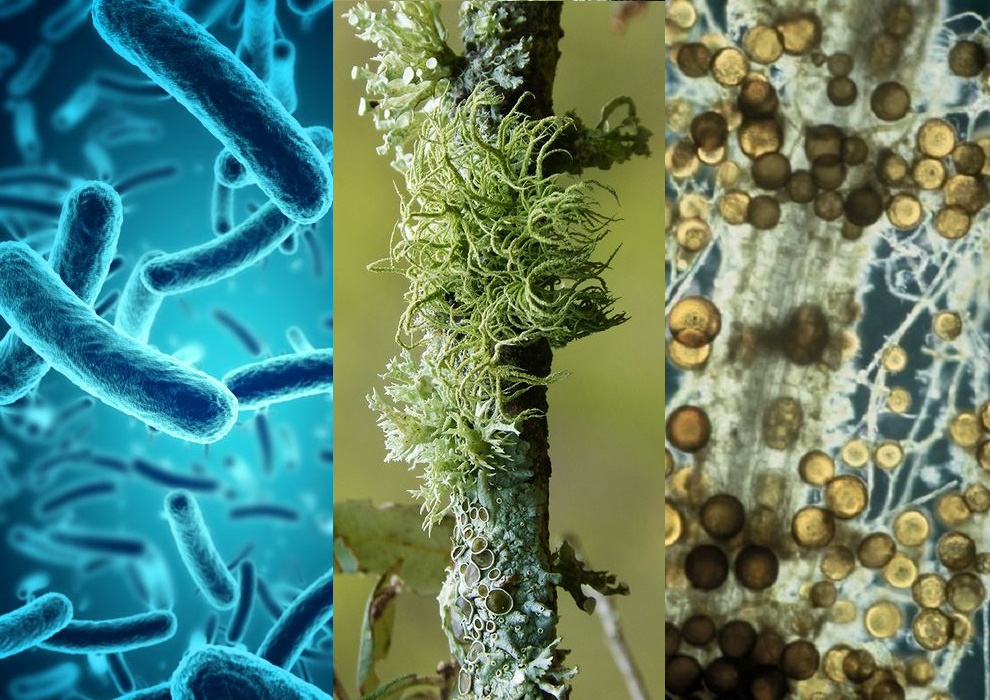 Cómo los Microorganismos Eficientes mejoran nuestro entorno 1 microorganismos beneficiosos