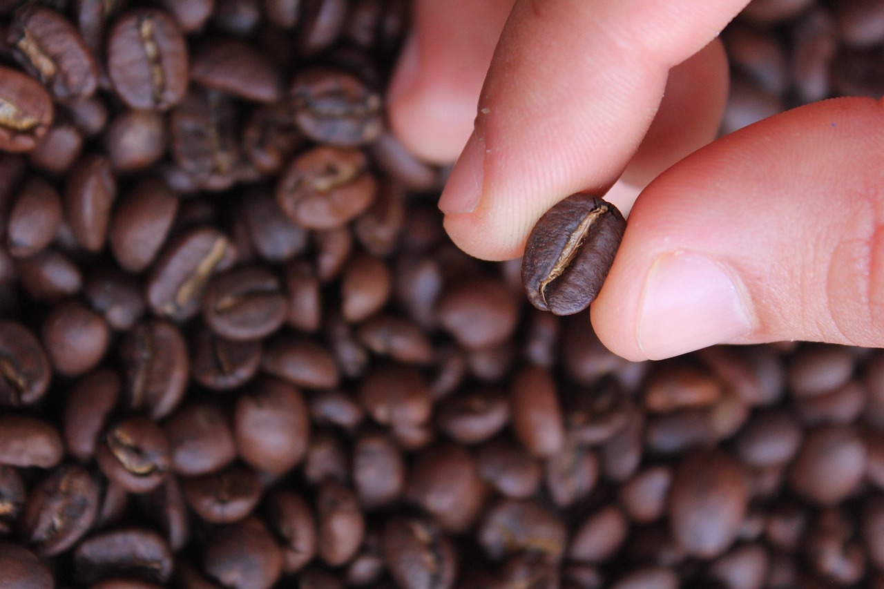 Sobre nosotros 3 "Persona sosteniendo un grano de café tostado entre los dedos sobre un fondo de granos de café."