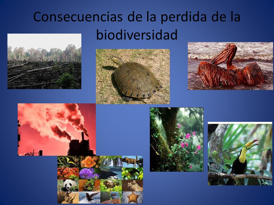 La Biodiversidad 3 Consecuenciasdelaperdidadelabiodiversidad 1369799630
