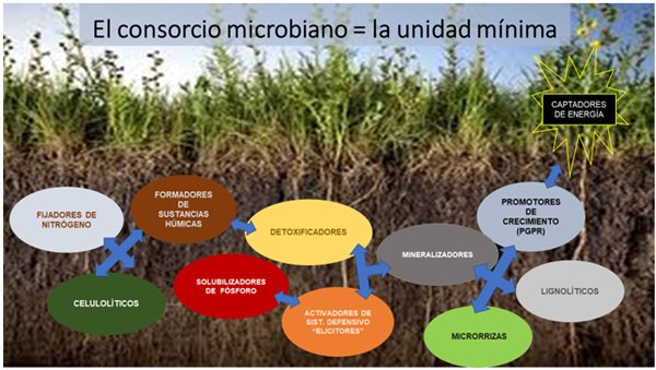 Microorganismos Eficientes: Descubre el Secreto de su Poder, qué contienen y cómo funcionan. 2 Consorcio microbiano