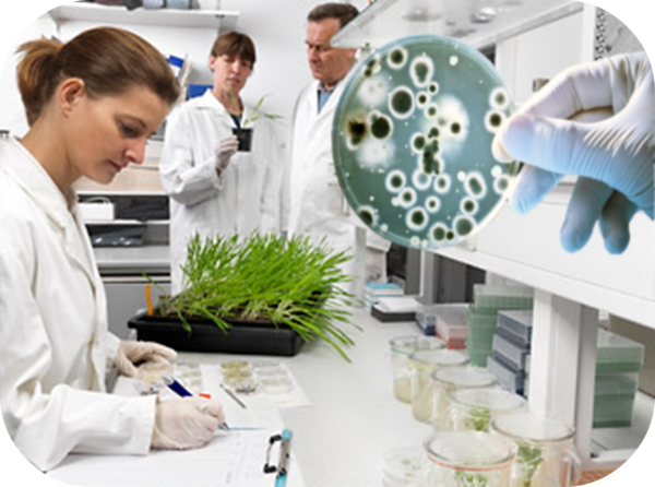 Innovación en Servicios Ecológicos