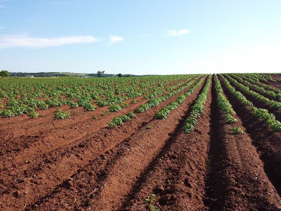 Microorganismos Eficientes: Una Solución Ecológica Poderosa. 3 Microorganismos agricultura 314201515