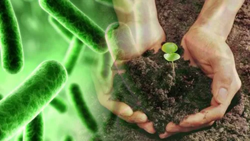Compost prodigioso: 8 Beneficios 1 Compostaje con microorganismos eficientes
