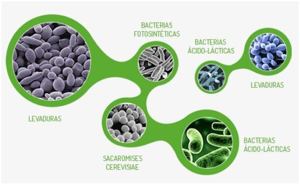 Compostaje con Microorganismos Eficientes - Imagen 2