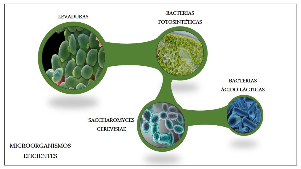 Microorganismos Eficientes: Una Solución Ecológica Poderosa. 2 microorganismos eficientes