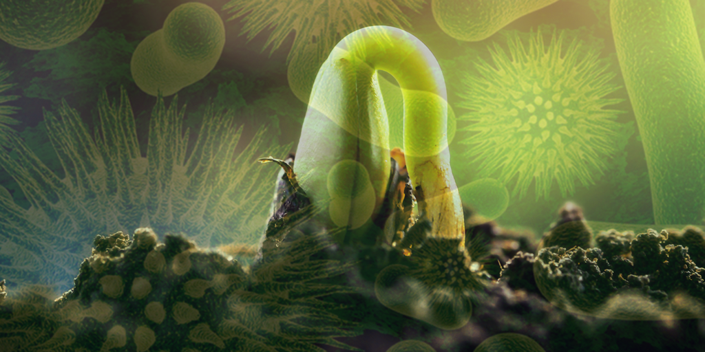 La Vida Secreta de las Plantas: Inteligencia Natural en Acción 3 Semilla germinando