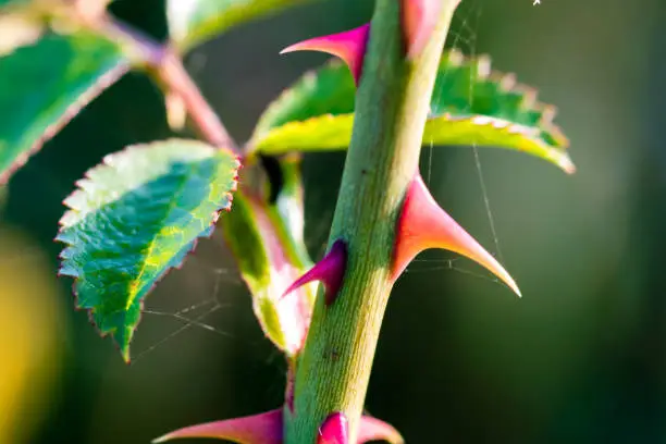 La Vida Secreta de las Plantas: Inteligencia Natural en Acción 4 hoja de planta con espinas